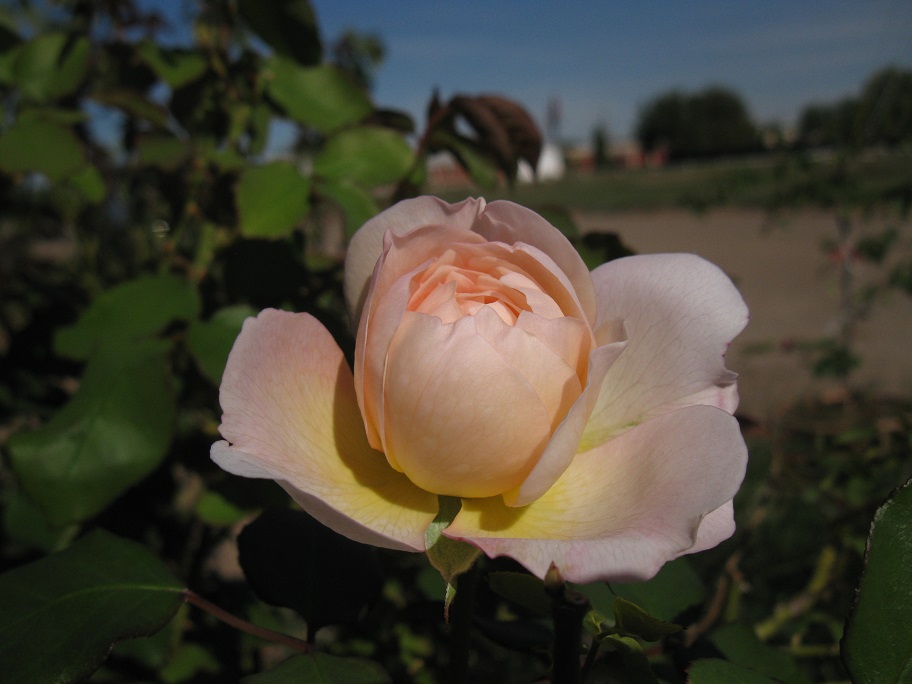 IMG_1629.JPG