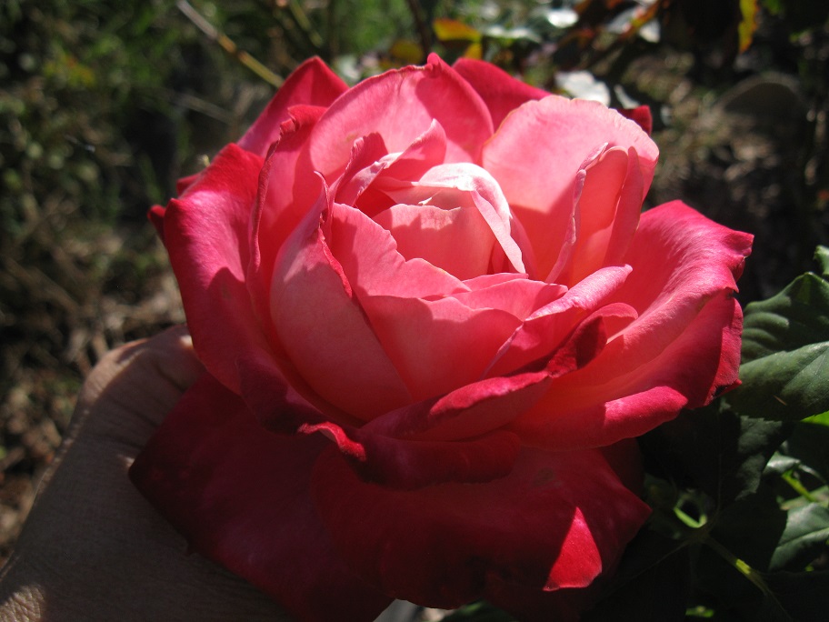 IMG_1630.JPG