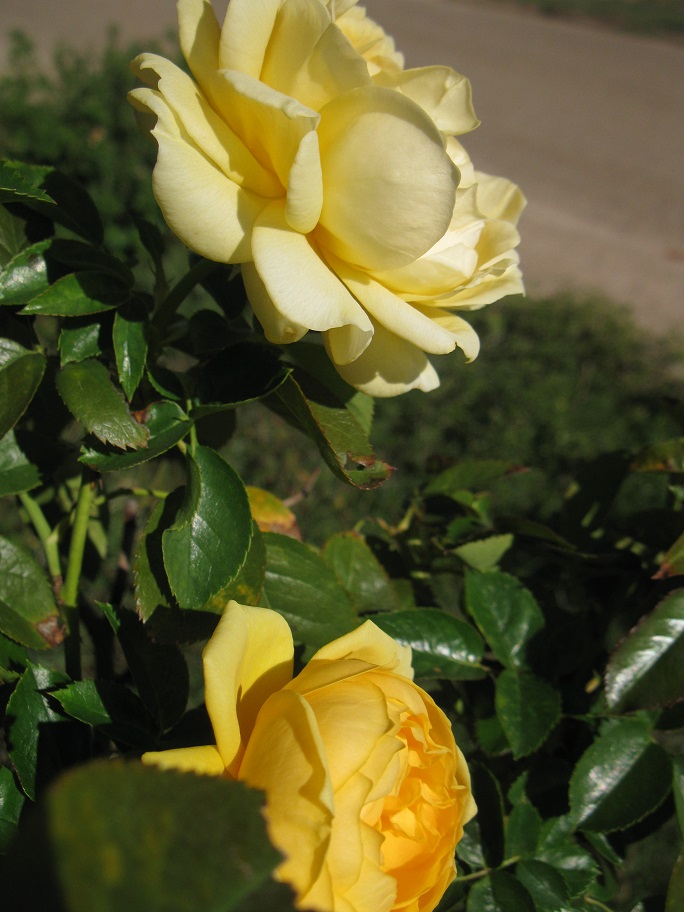 IMG_1631.JPG
