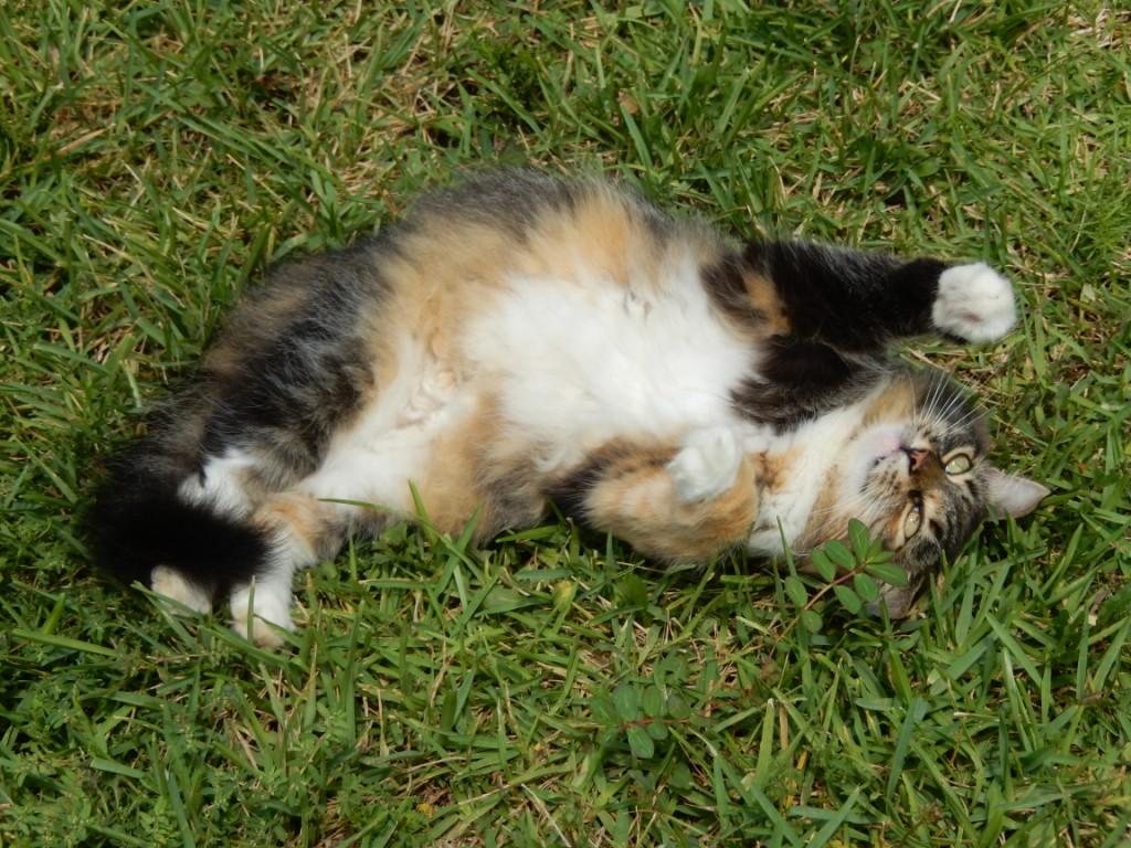 MAHAONY2015 041 (2).jpg