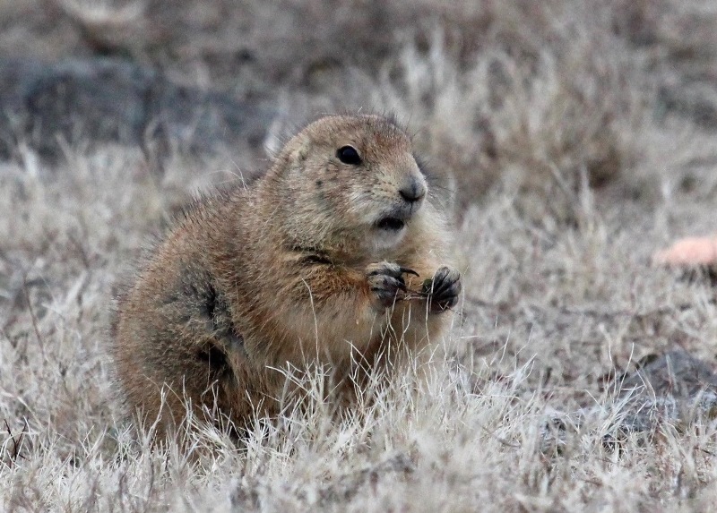 PRARIE DOG.JPG