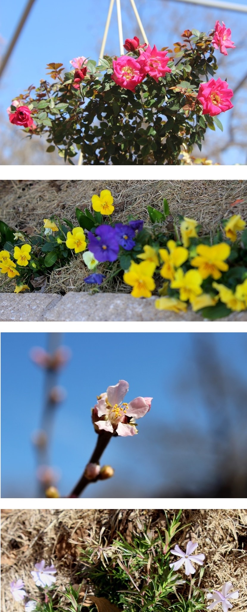 IMG_1816 - Copy.JPG