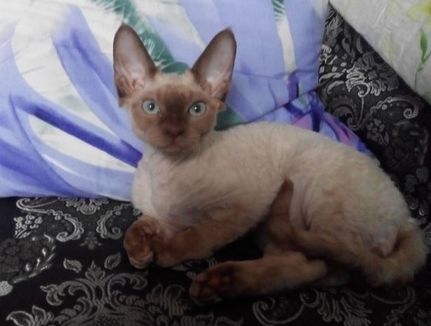 Девон-рекс.1.jpg