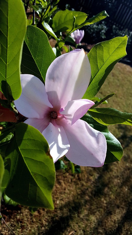 pinkmagnolia.jpg