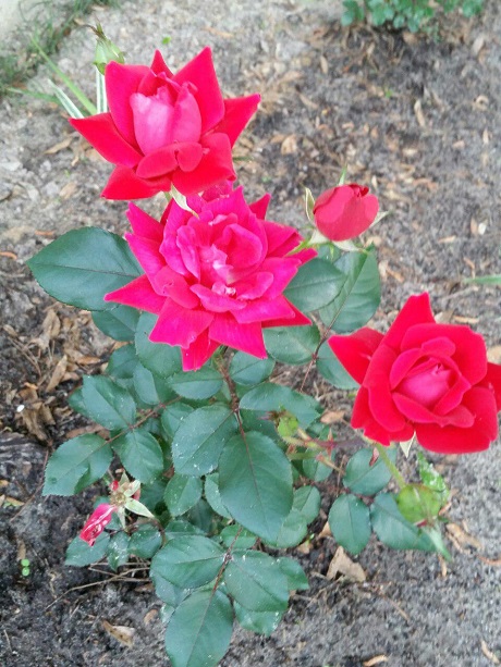roses2.jpg