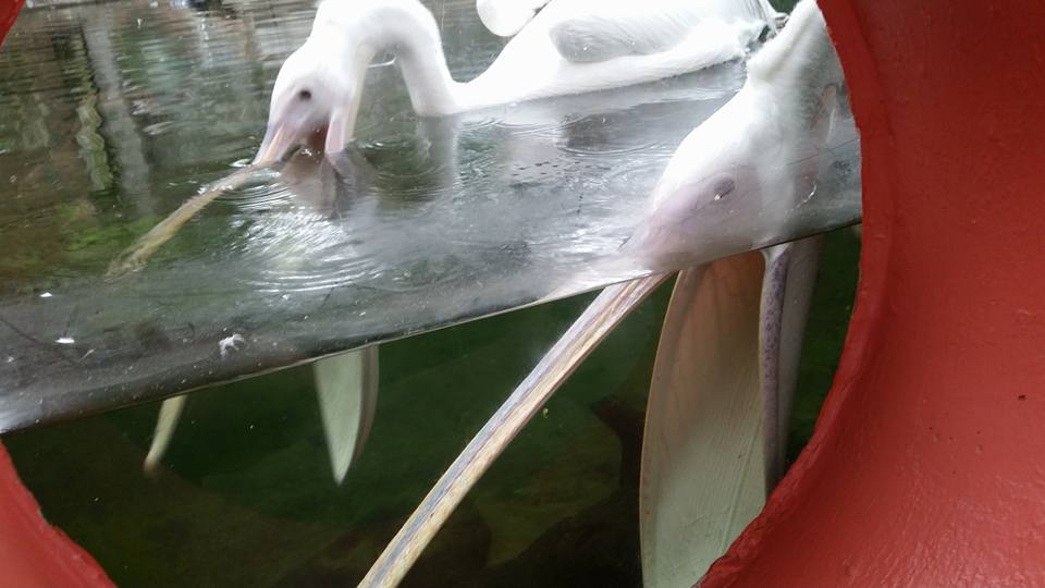 pelicans.jpg