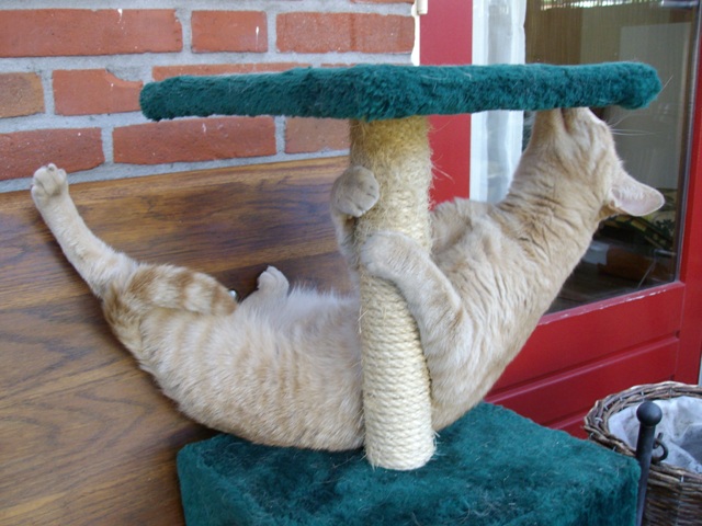 stripping cat 06.jpg