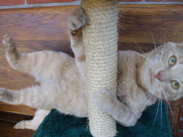 stripping cat 05.jpg