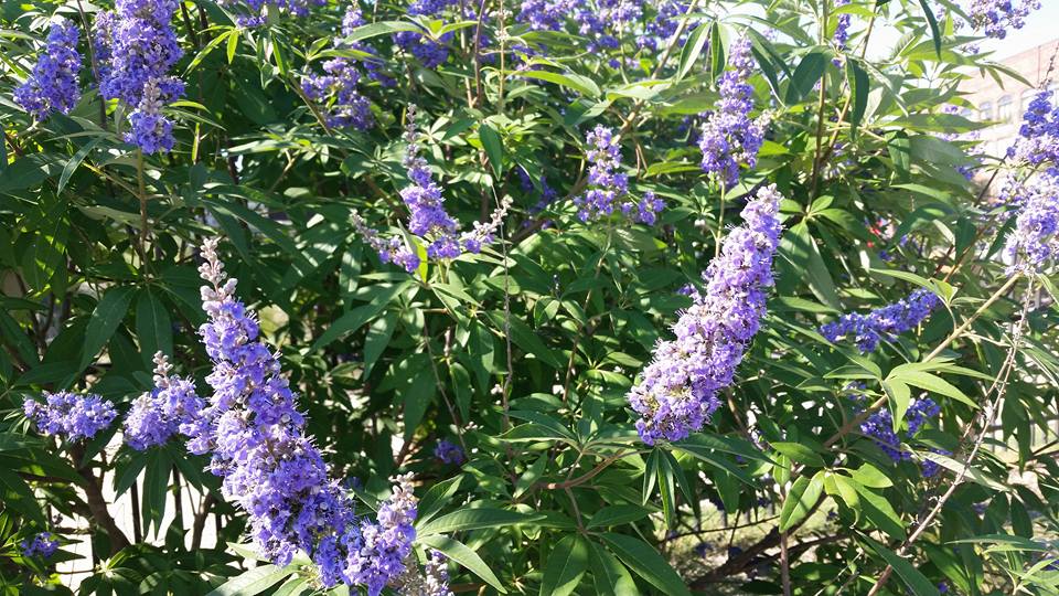 vitex.jpg