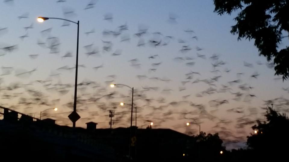 Bats.jpg