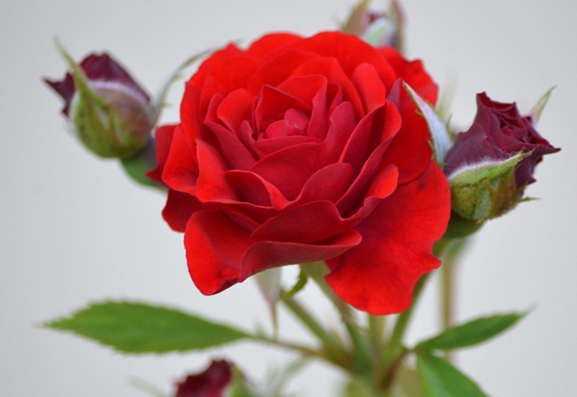 DSC_0165.JPG