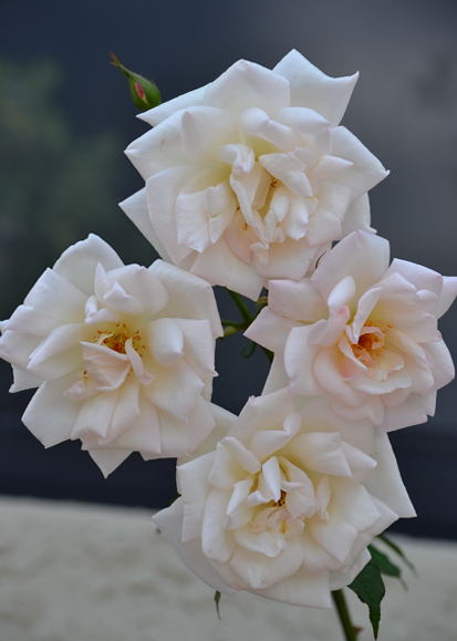 DSC_0139.JPG