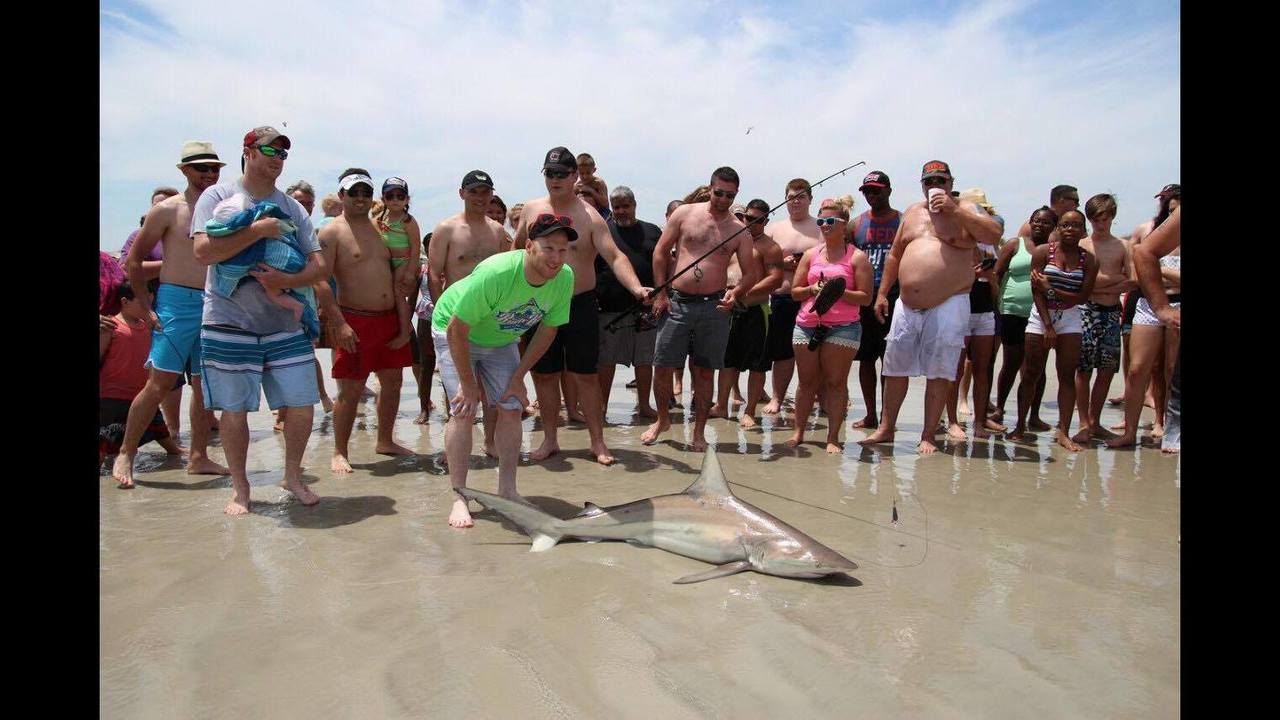 shark_huguenot_1463446766974_4414392_ver1_0_1280_720.jpg