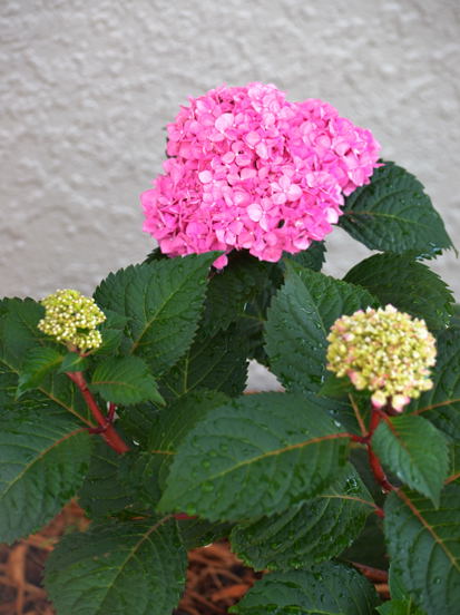 DSC_0234.JPG