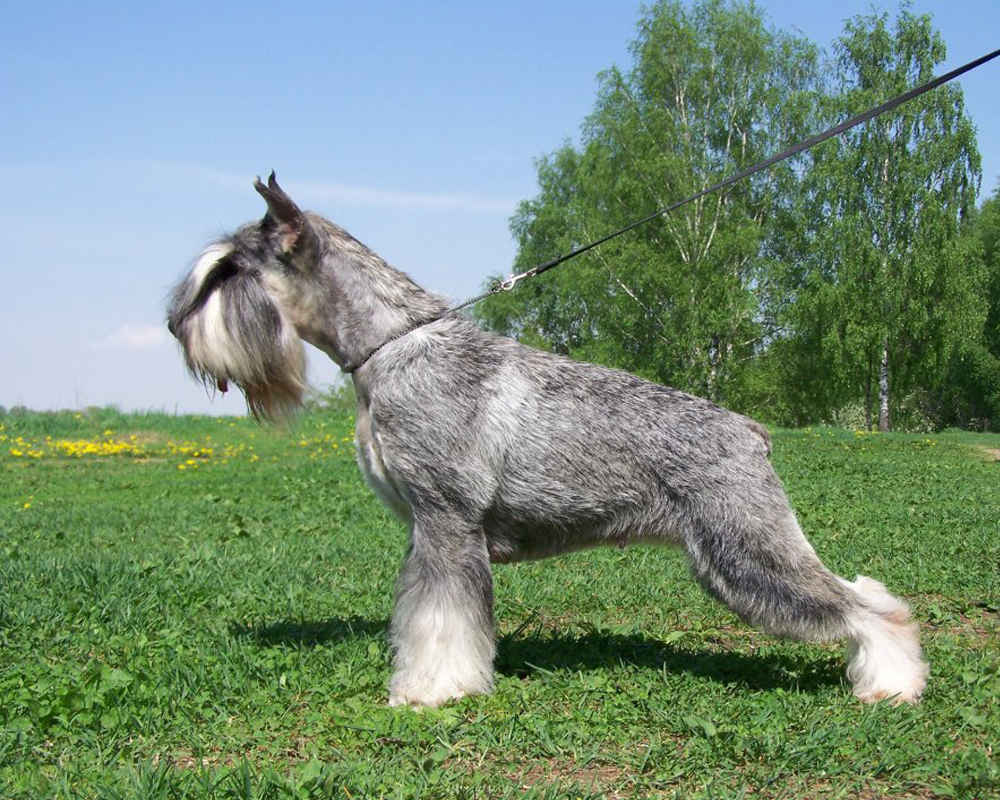 Schnauzer-on-a-leash.jpg