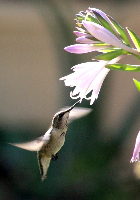 IMG_2061 - Copy (2) - Copy.JPG