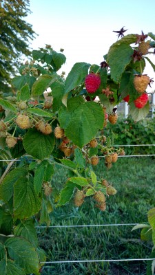 IMG_20160818_070033363_HDR.jpg