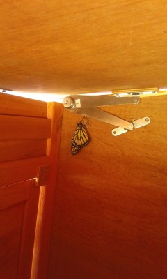 20160923_monarch.jpg