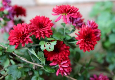 IMG_1778 - Copy.JPG