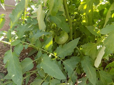 DSCN2480.JPG