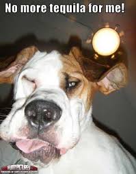 dog.jpg