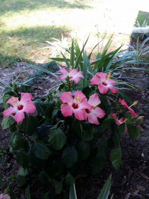 20170206_130228.jpg