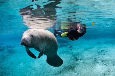 swim-with-whales-manatee-1024x680.jpeg