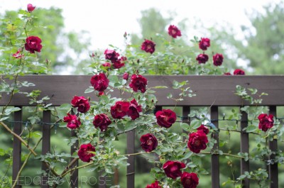 Dr-Huey-Types-of-Roses-Hedgerow-Rose.jpg