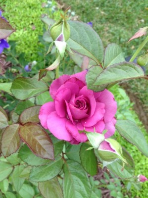 IMG_3453.jpg