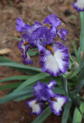 IMG_2828.JPG
