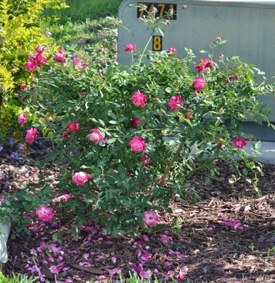 rose.jpg