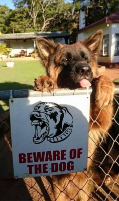 beware-of-dog-signs1.jpg