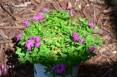 phlox.jpg