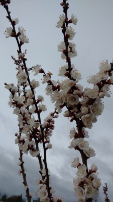 IMG_20170416_082926002.jpg