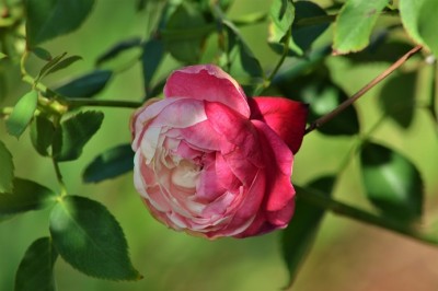DSC_0912.jpg