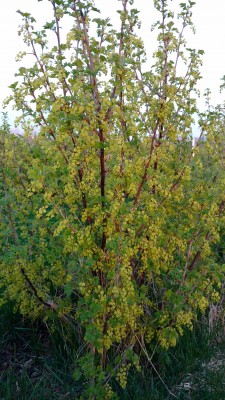 IMG_20170426_200845750.jpg