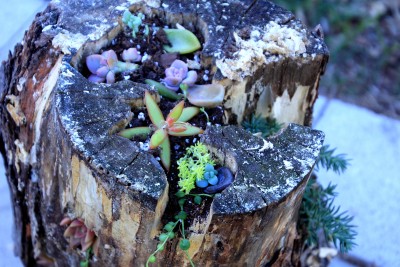 _MG_1479.JPG