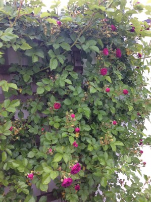 IMG_1200.jpg