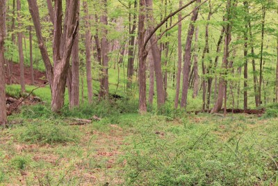 woods.jpg