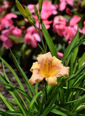 DSC_1009.JPG