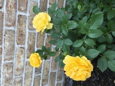 IMG_1278.JPG