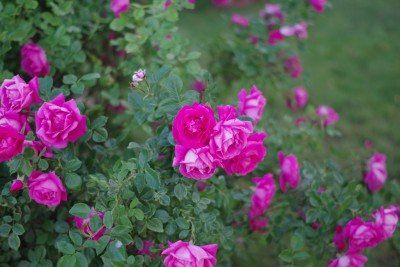 IMGP1060.JPG