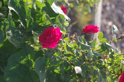 IMGP1056.JPG