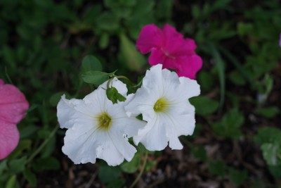 IMGP1021.JPG