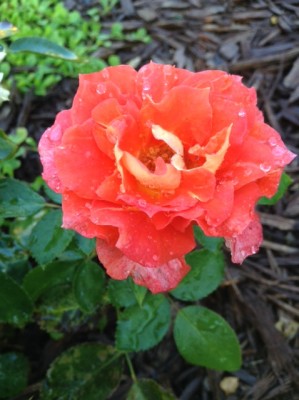 IMG_3416.jpg