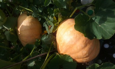 20170613_105339.jpg