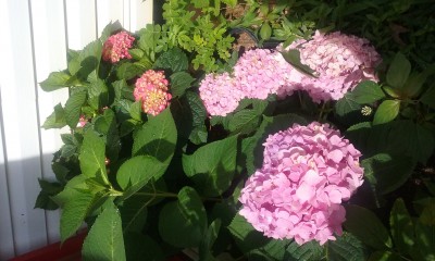 20170613_110118.jpg