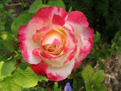 rose-kordes-perfecta.jpg