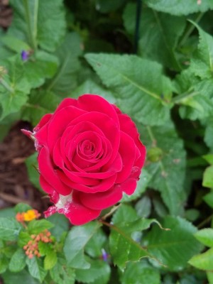 rose 3.jpg