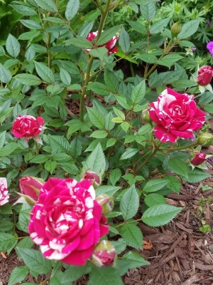 rose 4.jpg